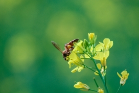 春天油菜花中采蜜的蜜蜂