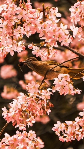 樱花树上的画眉鸟