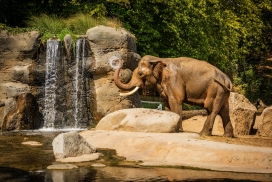 水潭瀑布边上的大象