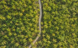 高清晰海南椰树路壁纸