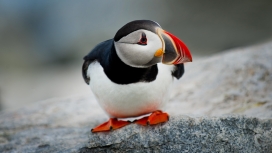 高清晰寻食的红脚企鹅鸟壁纸