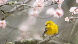 高清晰樱花中的黄雀鸟壁纸