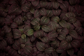 紫红网纹草花瓣