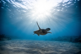 阳光海洋下游泳的太平洋丽龟