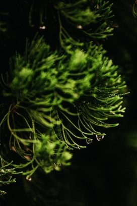 带雨滴的金鱼藻植物