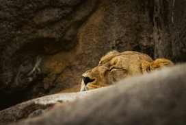 睡觉的母狮