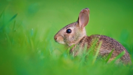 绿草丛中的灰兔子