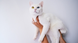 手托举的蓝眼白猫