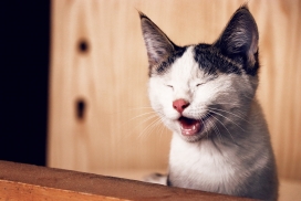 张嘴微笑的布偶猫
