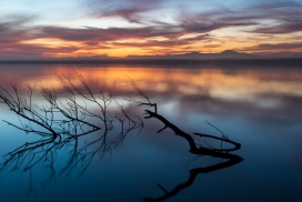 日落湖中的树枝