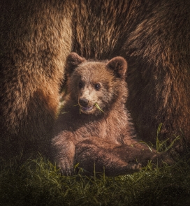 躲在棕熊妈妈中的小熊