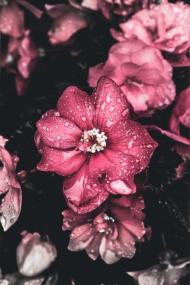 水雨滴的芙蓉葵花瓣