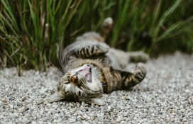 躺在砂砾中玩耍的灰色家猫
