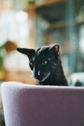 沙发中的黑色孟买猫
