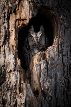 树洞中睡觉的雕鸮
