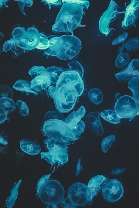 透明的蓝色水母