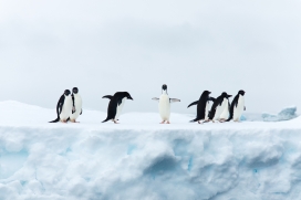 北极冰川上的企鹅群