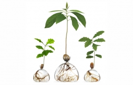 让您可以种植自己树木的Ilex Studio玻璃花瓶