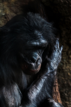 大黑猩猩写真