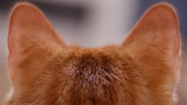 毛茸茸的猫耳