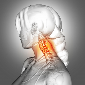 女性颈椎骨结构解剖图