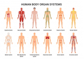 人体器官医学结构图
