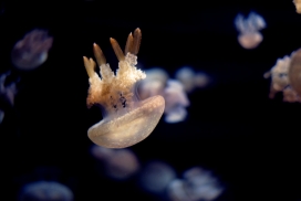 沉入海底的水母