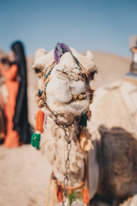 挂满物件的沙漠骆驼