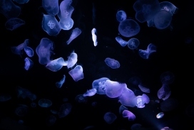 蓝色透明水母群