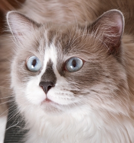 可爱的蓝眼布偶猫