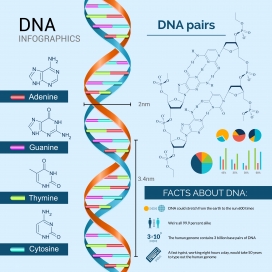 立体旋转的DNA信息图表