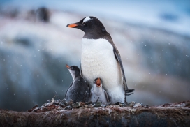 Antarctic Penguins南极企鹅