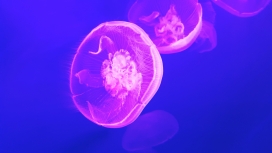 紫红色的水母