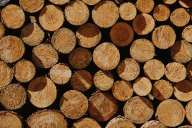 砍伐后摆放整齐的木材