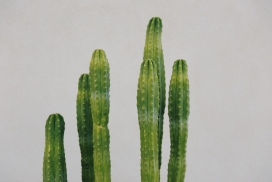绿色霸王鞭植物图