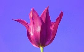 紫红色的郁金香