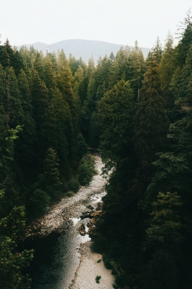 俯拍的森林河流