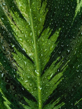 带水滴的荚果蕨绿叶