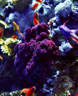 美丽的海洋珊瑚礁