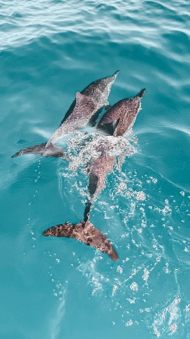 蓝海中嬉戏的海豚鱼
