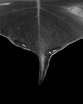 树叶水滴黑白图片