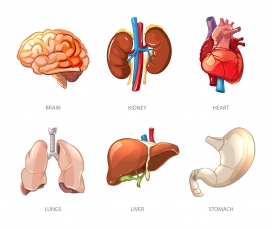 人体内脏器官卡通素材