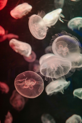 透明的水母群图片