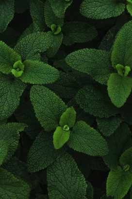 绿色铁甲秋海棠植物图