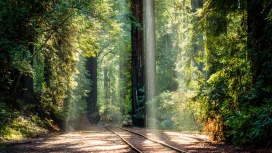 阳光明媚的秋季森林铁路