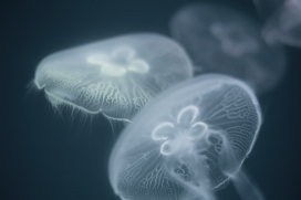 白色透明水母