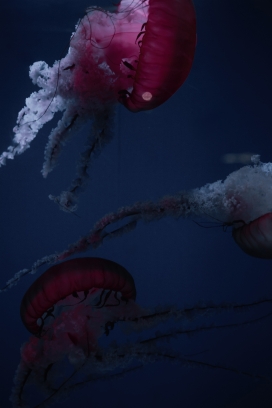 水母海洋生物图片
