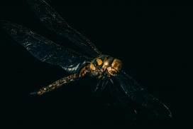 金黄色蜻蜓虫