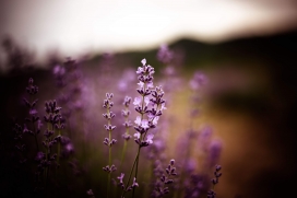 紫色薰衣草花瓣