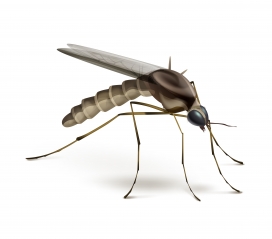蚊子昆虫素材
